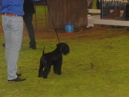 09-03-2014 Open show KC de Peel BOB - 2e BIG